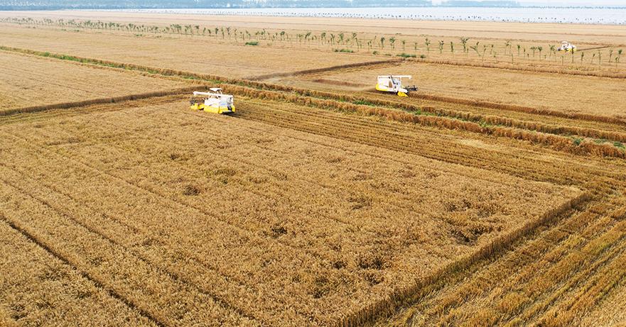 江苏射阳智慧麦作技术应用于小麦耕种管收全过程种地变得更智能